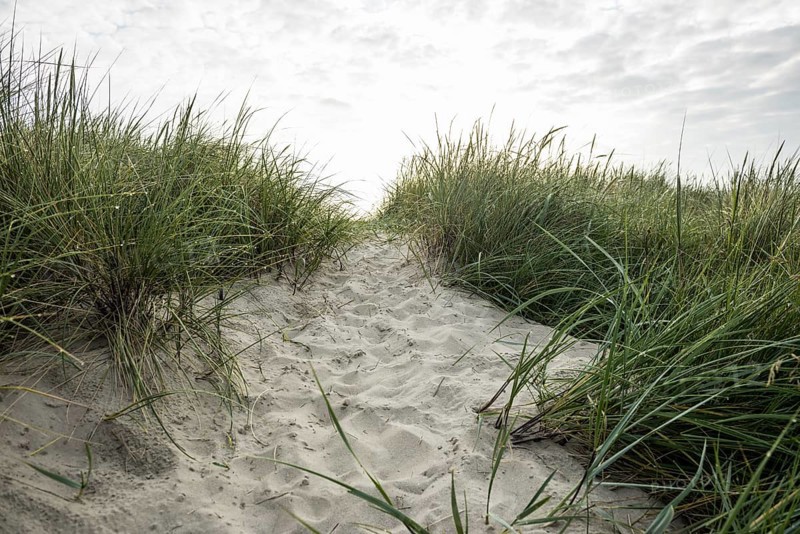 Marram grass (Ammophila arenaria) on dune and beach, Wadden Sea, Schillig, Wangerland, East Frisia, Lower Saxony, Germany, Europe