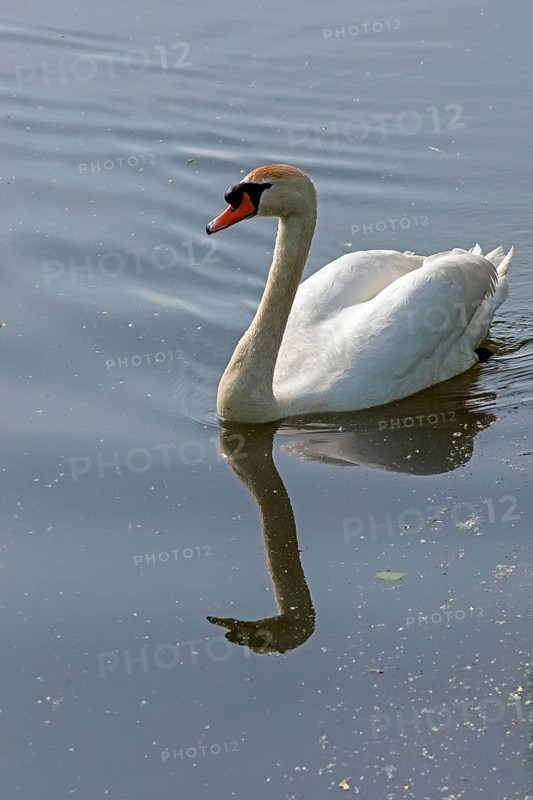 Mute swan (Cygnus olor), mirror image, Boize, Boizenburg, Mecklenburg-Western Pomerania, Germany, Europe