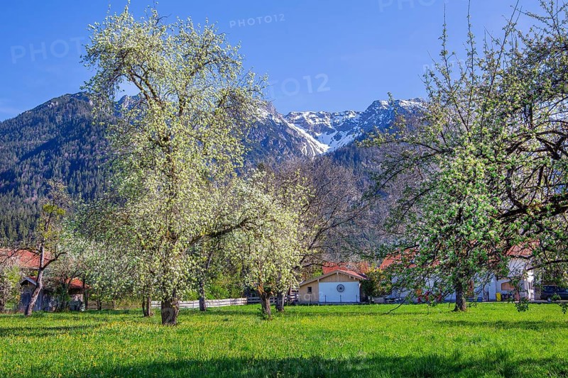 Spring meadow with blossoming trees in the village in front of Hohe Kisten 1922m in the Estergebirge, Eschenlohe, Loisachtal, Das Blaue Land, Upper Bavaria, Bavaria, Germany, Europe