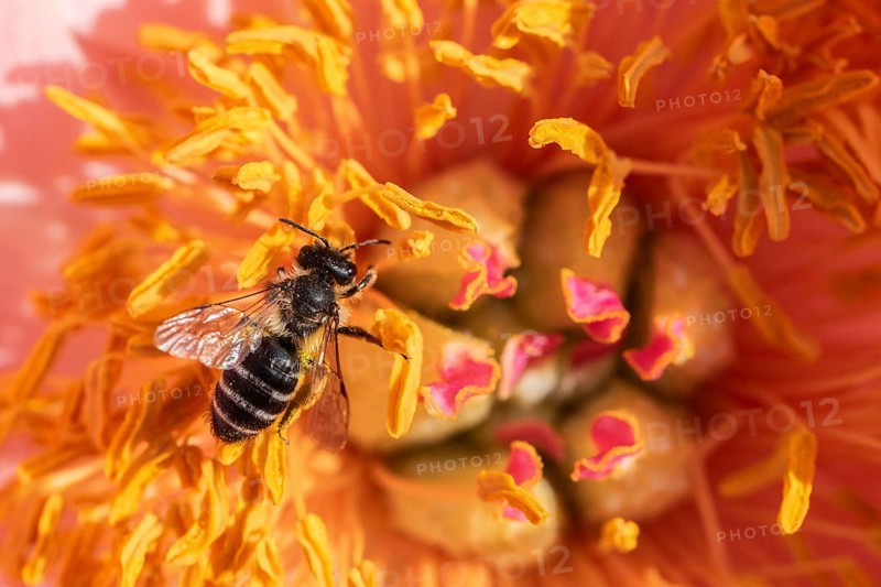 Common narrow-winged bee (Lasioglossum calceatum) in peony blossom, Emsland, Lower Saxony, Germany, Europe