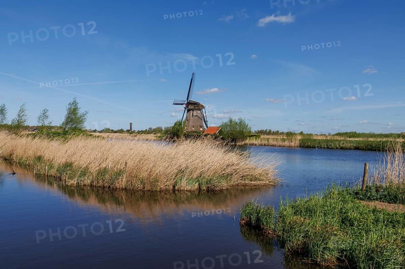 A windmill stands on the riverbank, surrounded by reeds and nature under a clear sky, many historic windmills on a river in the middle of fields, Kinderdijk, Netherlands