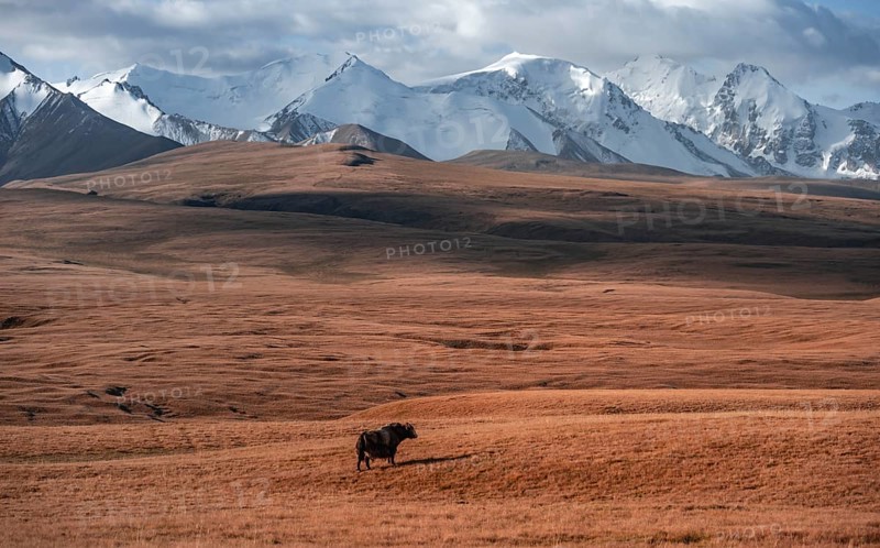 Glaciated and snow-covered mountains, yak on the plateau in autumnal mountain landscape with yellow grass, Tian Shan, Sky Mountains, Sary Jaz Valley, Kyrgyzstan, Asia