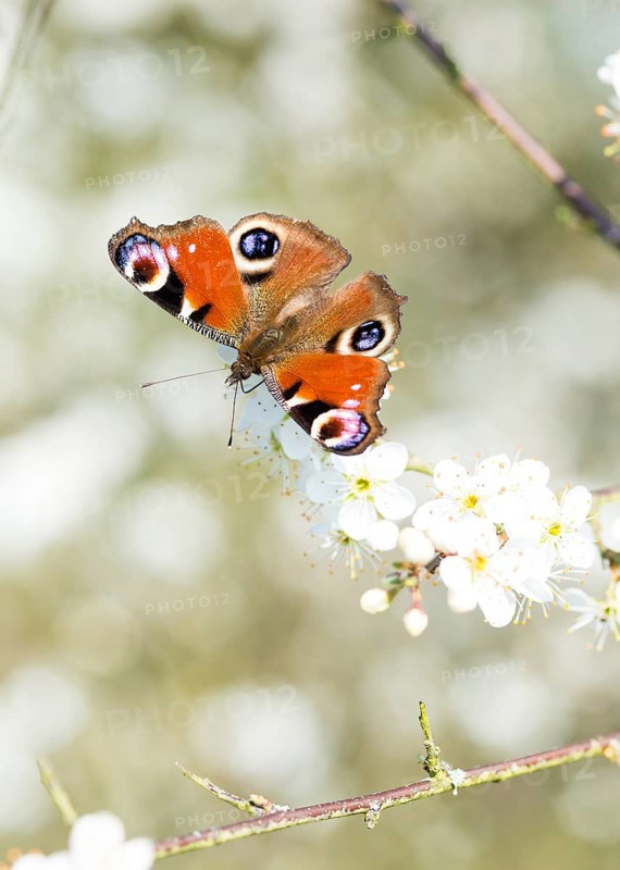 European peacock (Aglais io) (Syn.Inachis io, Nymphalis io), colourful butterfly sits with open wings on white sloe flowers (Prunus spinosa), also known as blackthorn, blackthorn, common sloe, blackthorn, blackthorn, sour plum or German acacia, and sucks nectar, spring, early bloomer, atmospheric, bright close-up, macro shot with blurred background and bokeh, Lueneburg Heath, Lower Saxony, Germany, Europe