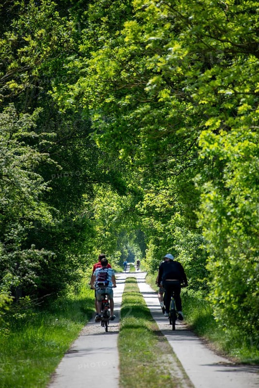 Cyclist on a tree-lined path in the countryside, Droemling Biosphere Reserve, Mannhausen, Saxony-Anhalt, Germany, Europe