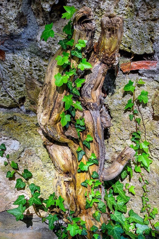 Tree root with common ivy (Hedera helix), Swabia, Bavaria, Germany, Europe