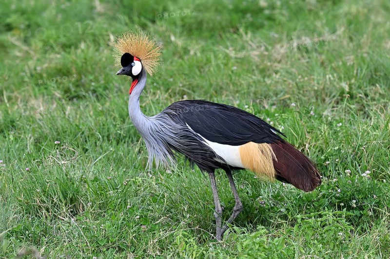 Black crowned crane (Balearica pavonina) Ngorongoro Crater, Ngorongoro Conservation Area, Tanzania, Africa