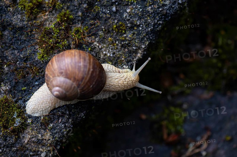 Vineyard snail (Helix pomatia) crawling along a stone slab, Stuttgart, Baden-Wuerttemberg, Germany, Europe