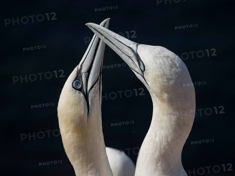 Two seabirds perform a mating dance, their heads together, on a dark background, gannet, morus bassanus, Heligoland, germany