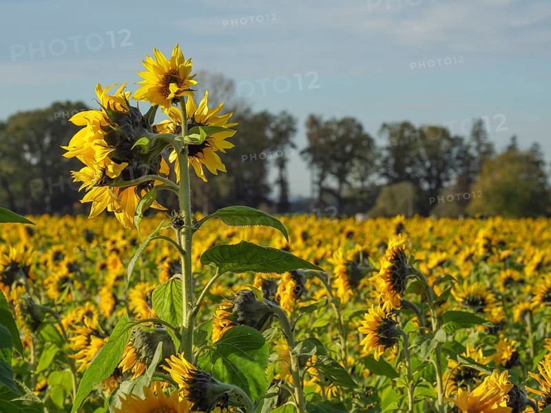 Field of sunflowers under a clear sky, yellow blossoms stand out against the green foliage and blue sky, two houses, a church tower and bicycles decorated with flowers, kappeln, germany