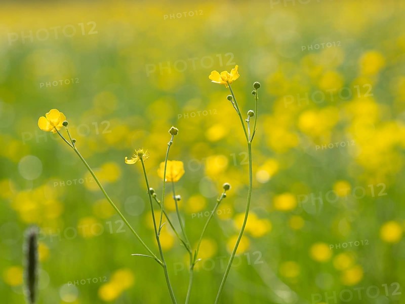 Meadow with tall buttercups (Ranunculus acris), buttercup, common buttercup, near Irdning, Ennstal, Styria, Austria, Europe