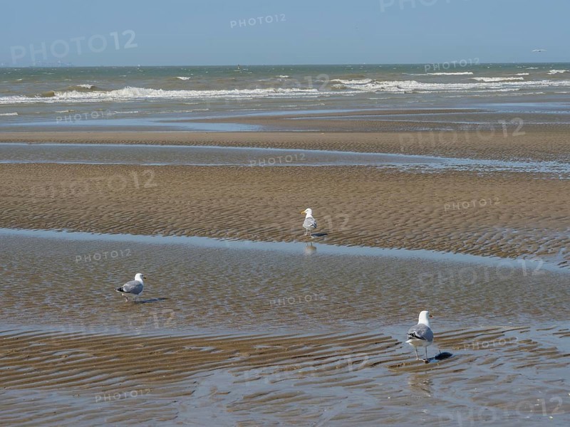 Seagulls on a sandy beach with wavy patterns and calm sea in the background, squabbling seagulls on a north sea beach at low tide, larinae, de haan, Belgium, Europe