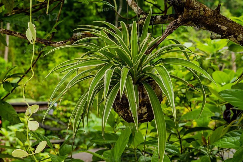 Beautiful dracaena corn plant in flower pot hanging from tree with lush vegetation in background in Thailand