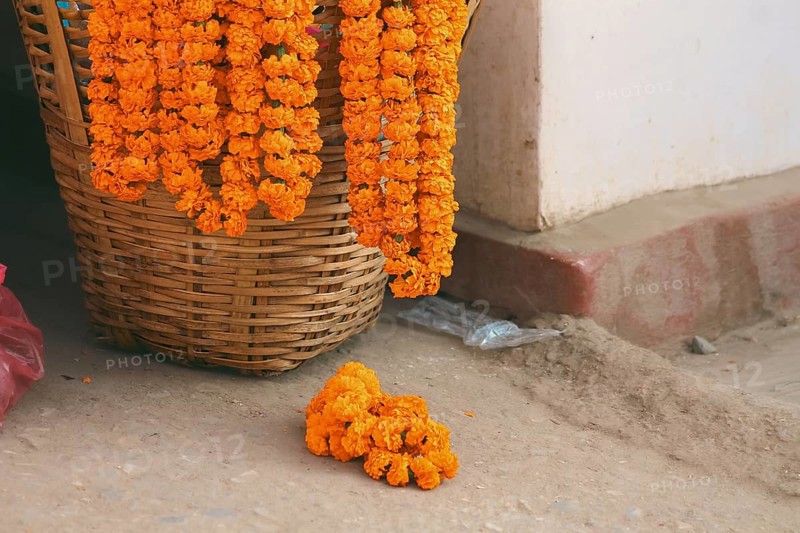 Marigold flower garlands hung on an empty woven basket it used as sacred religious offerings that symbolize surrender to God's power in the practice of Hinduism