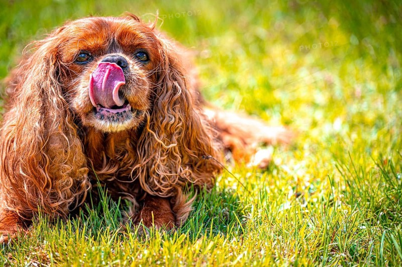 Cavalier King Charles Spaniel domestic dog (Canis lupus familiaris) in a meadow, Schoenheide, Saxony, Germany, Europe