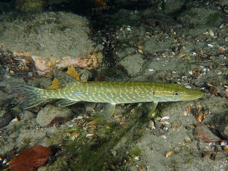 A pike (Esox lucius) glides through the clear water above a gravel bed next to green aquatic plants. Dive site Zollbruecke, Rheinau, Canton Zurich, Rhine, High Rhine, Switzerland, Germany, Europe