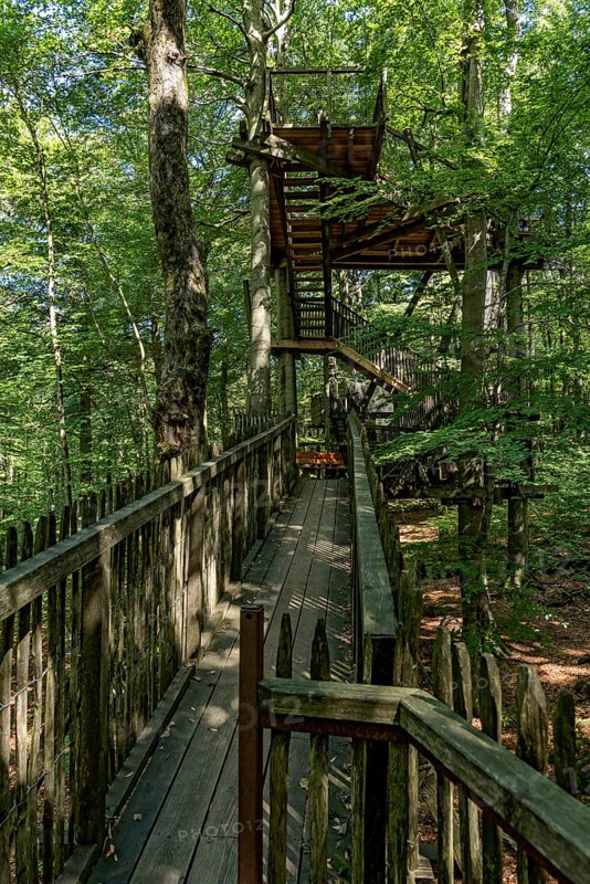 Treetop path, wooden walkway and stairs to viewing platform between beech trees, beech forest, Hoherodskopf summit, Tertiary volcano, Schotten, Vogelsberg Volcano Region nature park Park, Hesse, Germany, Europe