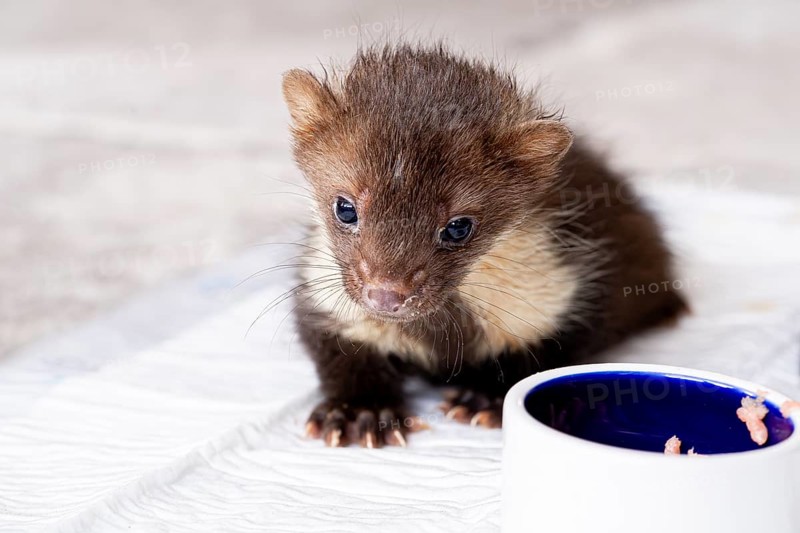 Beech marten (Martes foina), practical animal welfare, young animal at the food bowl in a wildlife rescue centre, North Rhine-Westphalia, Germany, Europe