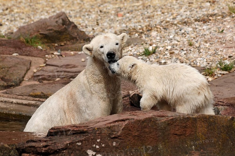 Polar bear mother with young polar bears (Ursus maritimus) . Nuremberg Zoo, Am Tiergarten 30, Nuremberg, Middle Franconia, Bavaria, Germany, Europe