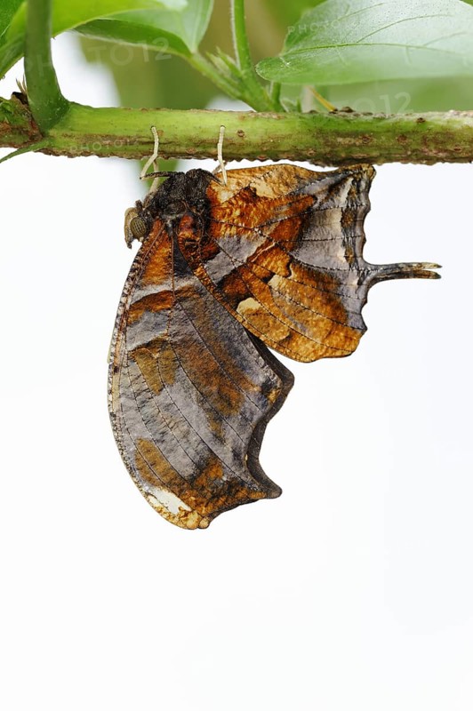 Butterfly 'Tiger Leafwing' (Consul fabius) against a white background, captive, occurring in Central and South America