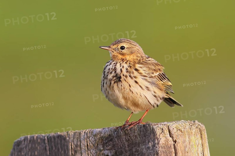 Meadow Pipit (Anthus pratensis) sitting on a pasture fence, Wildlife, Ochsenmoor, Naturpark Duemmer See, Huede Lower Saxony, Germany, Europe