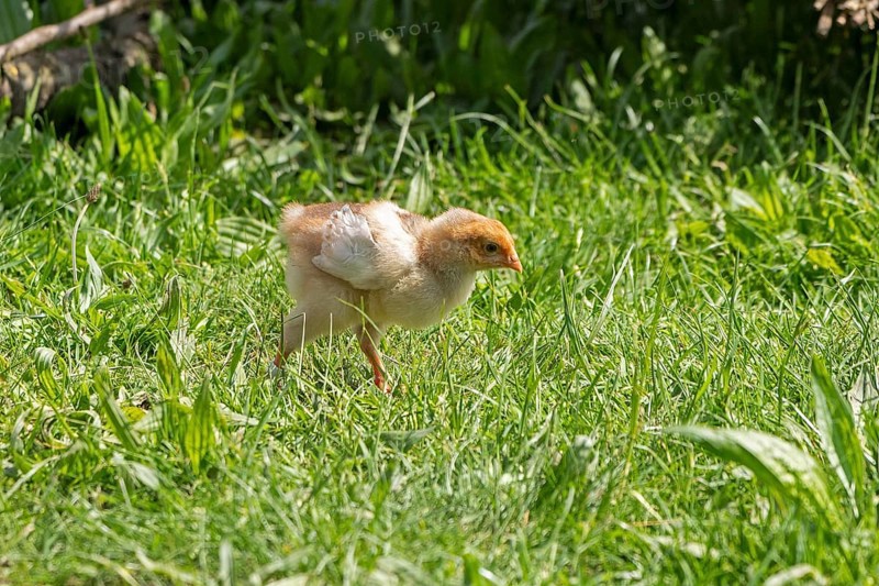 Wyandotte chicks, Wittorf, Samtgemeinde Bardowick, Lower Saxony, Germany, Europe