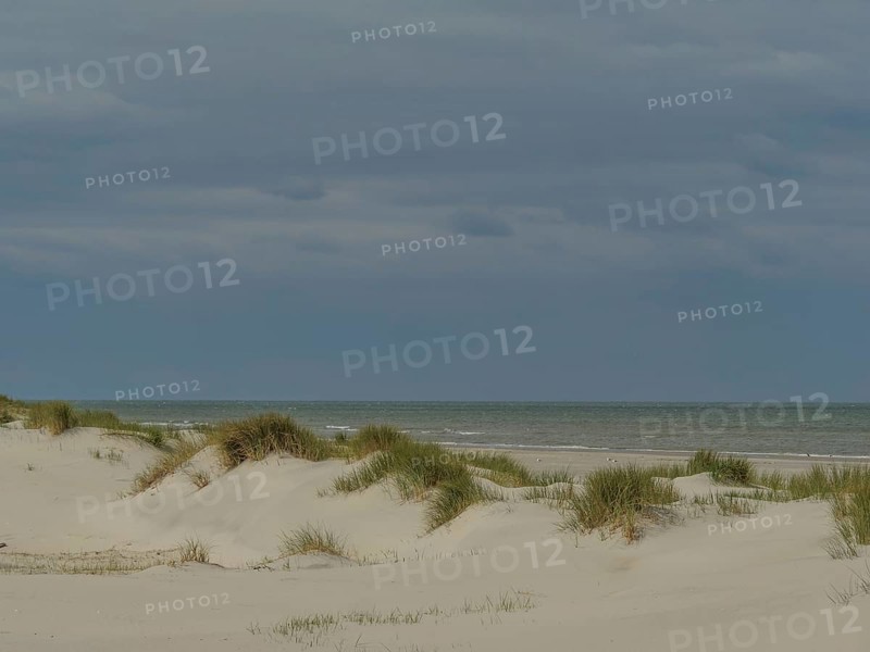Calm sea behind sand dunes and reeds under a cloudy sky, dunes by the sea with clouds in the blue sky, nes, ameland, the netherlands