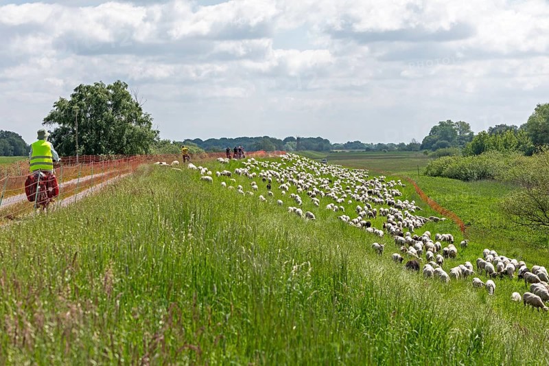 Sheep grazing on the dyke, cyclist, Elbe cycle path near Boizenburg, Mecklenburg-Western Pomerania, Germany, Europe