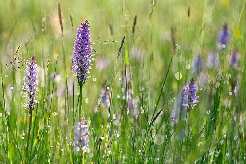 Moorland spotted orchid (Dactylorhiza maculata), flowering wild orchid, Lower Rhine, North Rhine-Westphalia, Germany, Europe