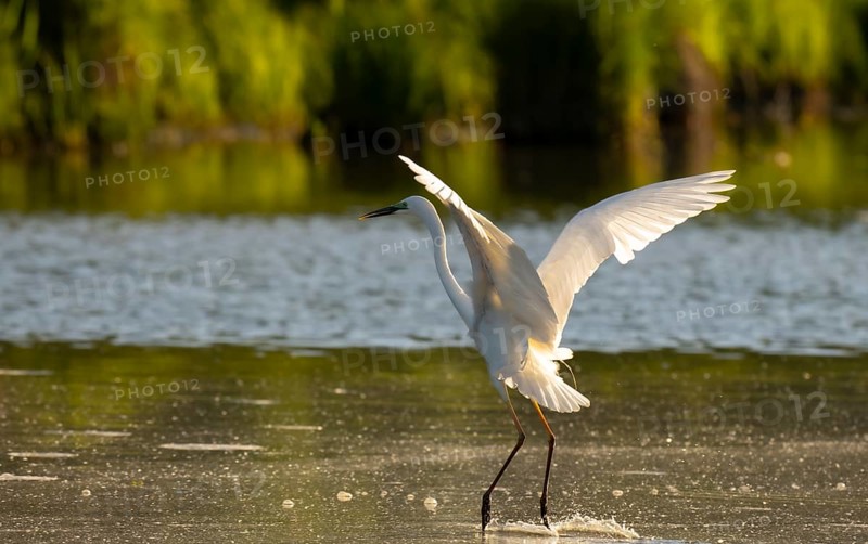 Great egret (Ardea alba), water, flight, Lower Austria