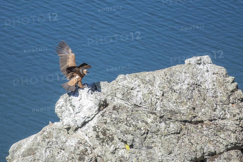 Griffon vulture (Gyps fulvus), Monfraguee National Park, Extremadura, Castilla La Mancha, Spain, Europe