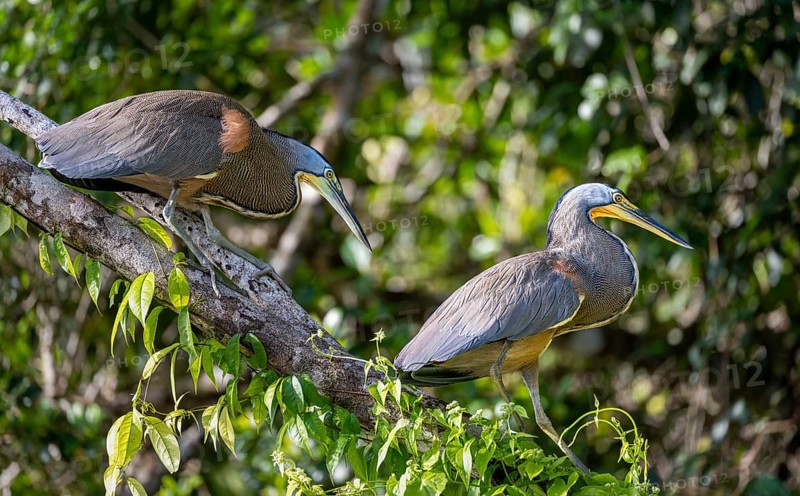 Two naked-throated herons (Tigrisoma mexicanum) sitting on a branch, Tortuguero National Park, Costa Rica, Central America