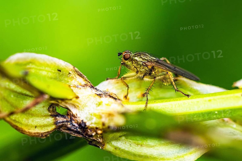 Yellow Dung Fly, Scathophaga stercoraria, fly on a leaf