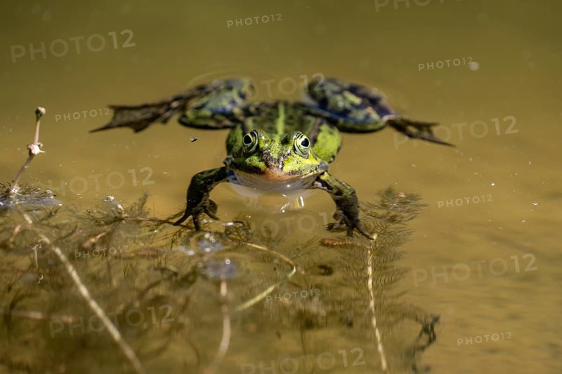 Green frog (Rana esculenta), Emsland, Lower Saxony, Germany, Europe
