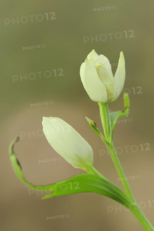 White Helleborine or white helleborine (Cephalanthera damasonium), North Rhine-Westphalia, Germany, Europe