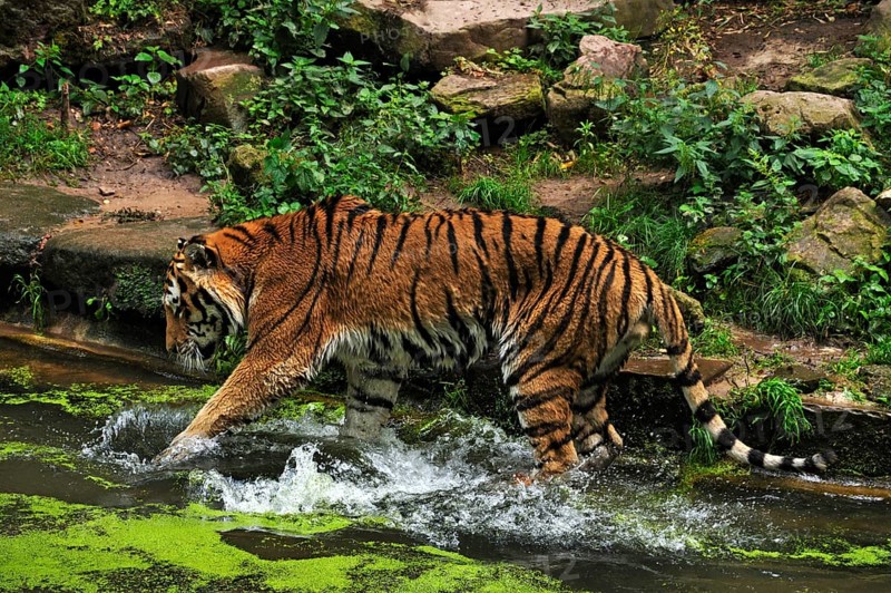 Siberian tiger (Panthera tigris altaica) climbing into a moat with green Common duckweed (Lemna minor), Nuremberg Zoo, Am Tiergarten 30, Nuremberg, Middle Franconia, Bavaria, Germany, Europe