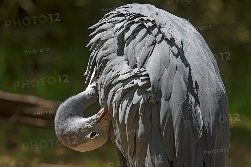 Preening paradise crane (Anthropoides paradisea), Nuremberg Zoo, Middle Franconia, Bavaria, Germany, Europe