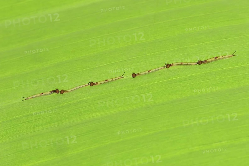 Banana butterfly or fat banana (Pale Owl), young caterpillars, captive, occurrence in South America
