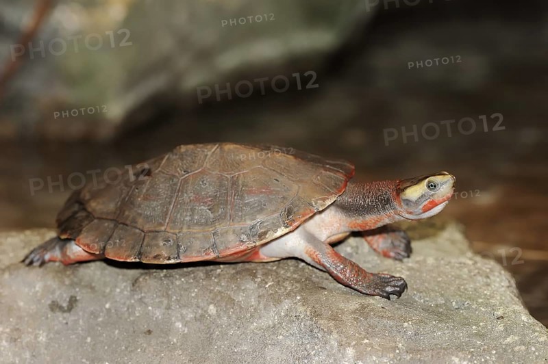 Red-bellied short-necked turtle (Emydura subglobosa), captive, occurring in Australia