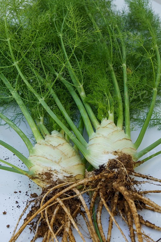 Fennel plant with roots with soil freshly pulled from an organic garden on a white table illuminated by sunlight
