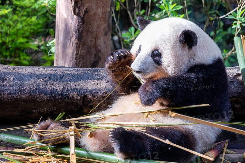 The giant panda (Ailuropoda melanoleuca), Chengdu, Sichuan, China, Asia