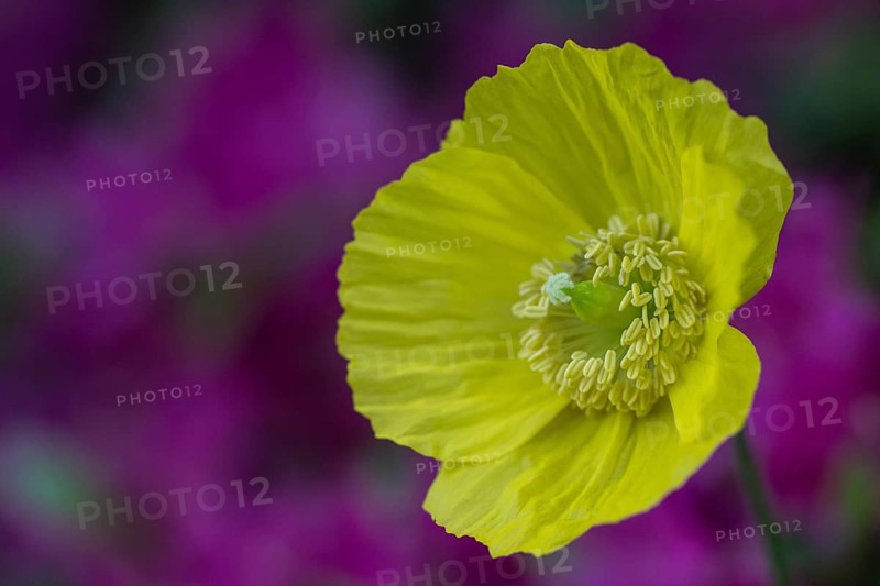 Welsh poppy (Meconopsis cambrica), Emsland, Lower Saxony, Germany, Europe
