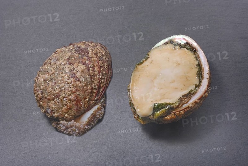 Two abalone shells, one whole and one halved, showcasing their rough exterior and glossy interior on a dark slate background, Abalone