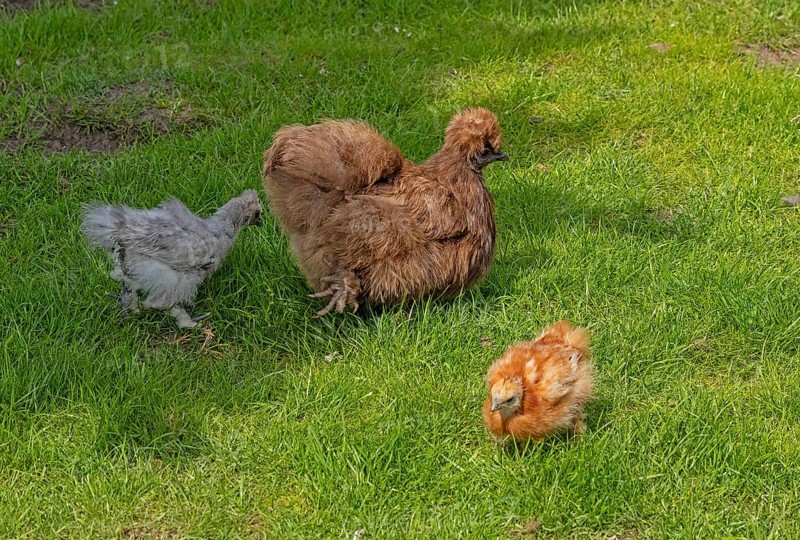 Silkie hen with chicks, Wittorf, Samtgemeinde Bardowick, Lower Saxony, Germany, Europe