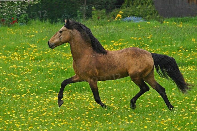 Andalusian, Andalusian horse, Spaniard