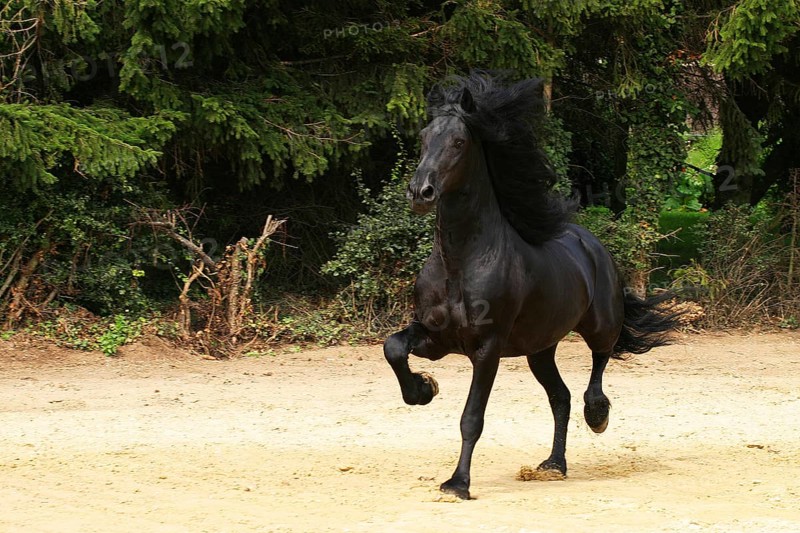 Friesian, Friesian horse