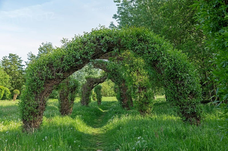 Topiary Garden, Symphonic Willow Walk, Boizenburg, Mecklenburg-Vorpommern, Germany, Europe