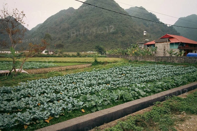 A lush green vegetable farm in front of a house with karst mountains in the background showing the candid peaceful indigenous daily life and livelihood in Dong Van in Ha giang, Vietnam, Asia