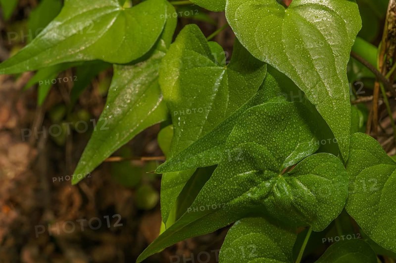 Large green leaves with dewdrops of a Dioscorea communis