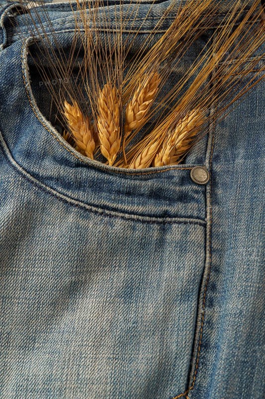 Ripe ears of wheat sticking out of the pocket of blue jeans