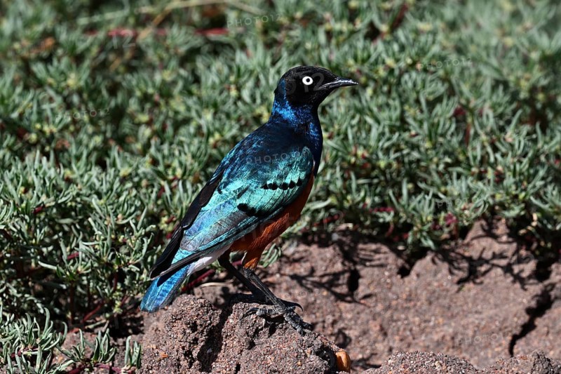 Superb Starling (Lamprotornis superbus), Serengeti National Park, Tanzania, Africa